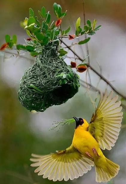 鳥兒在家築巢
